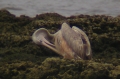 Pink-Backed Pelican